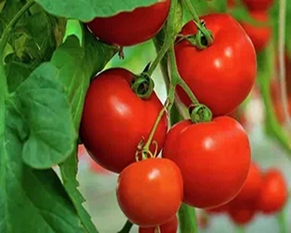 تصویر 2 از فروش گوجه فرنگی بوته رس + قیمت خرید به صرفه